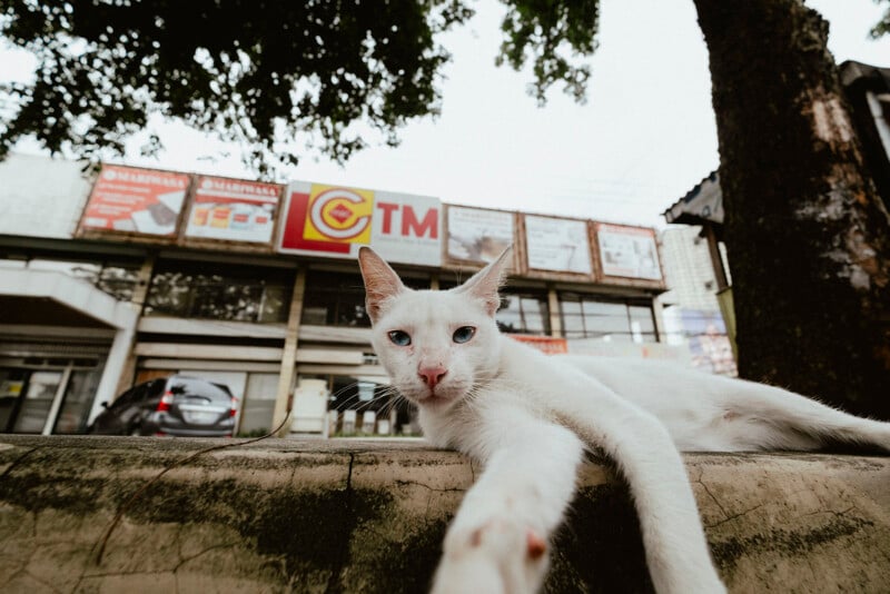 Un gato blanco con ojos azules yace sobre una repisa de hormigón, extendiendo sus patas hacia la cámara. Hay árboles y edificios al fondo con varios carteles y anuncios.