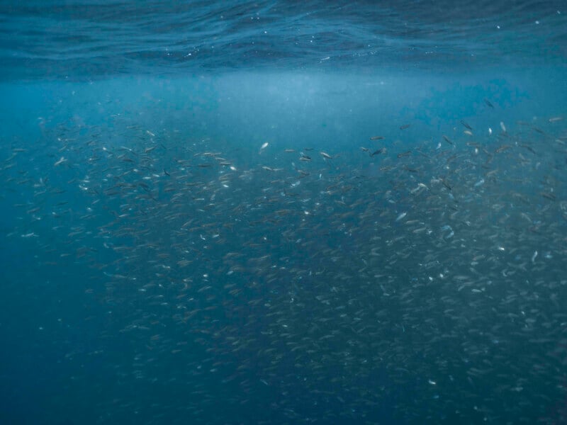 Un gran banco de peces pequeños nadan juntos en el agua azul profundo, con luz proyectada desde la superficie.