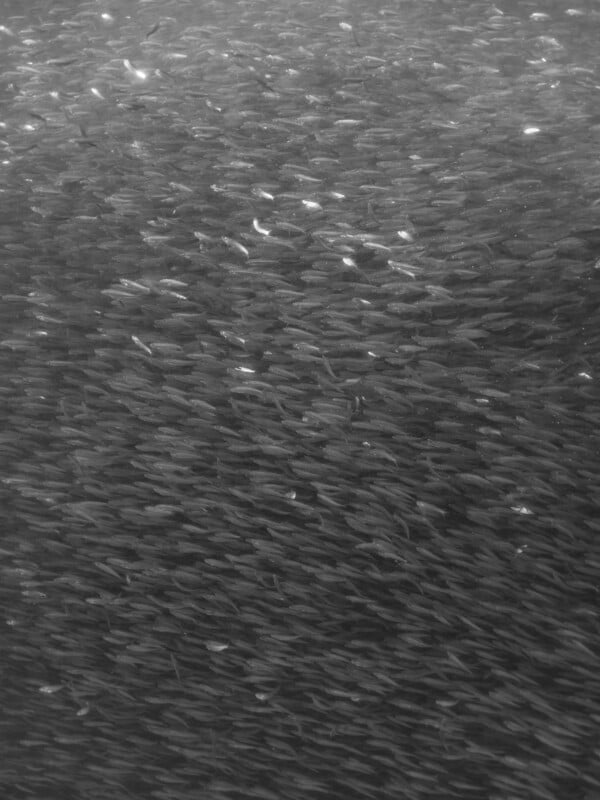 Densos bancos de peces nadan muy juntos bajo el agua, creando patrones texturizados en remolinos. La imagen es en blanco y negro, enfatizando el movimiento y densidad de los peces.
