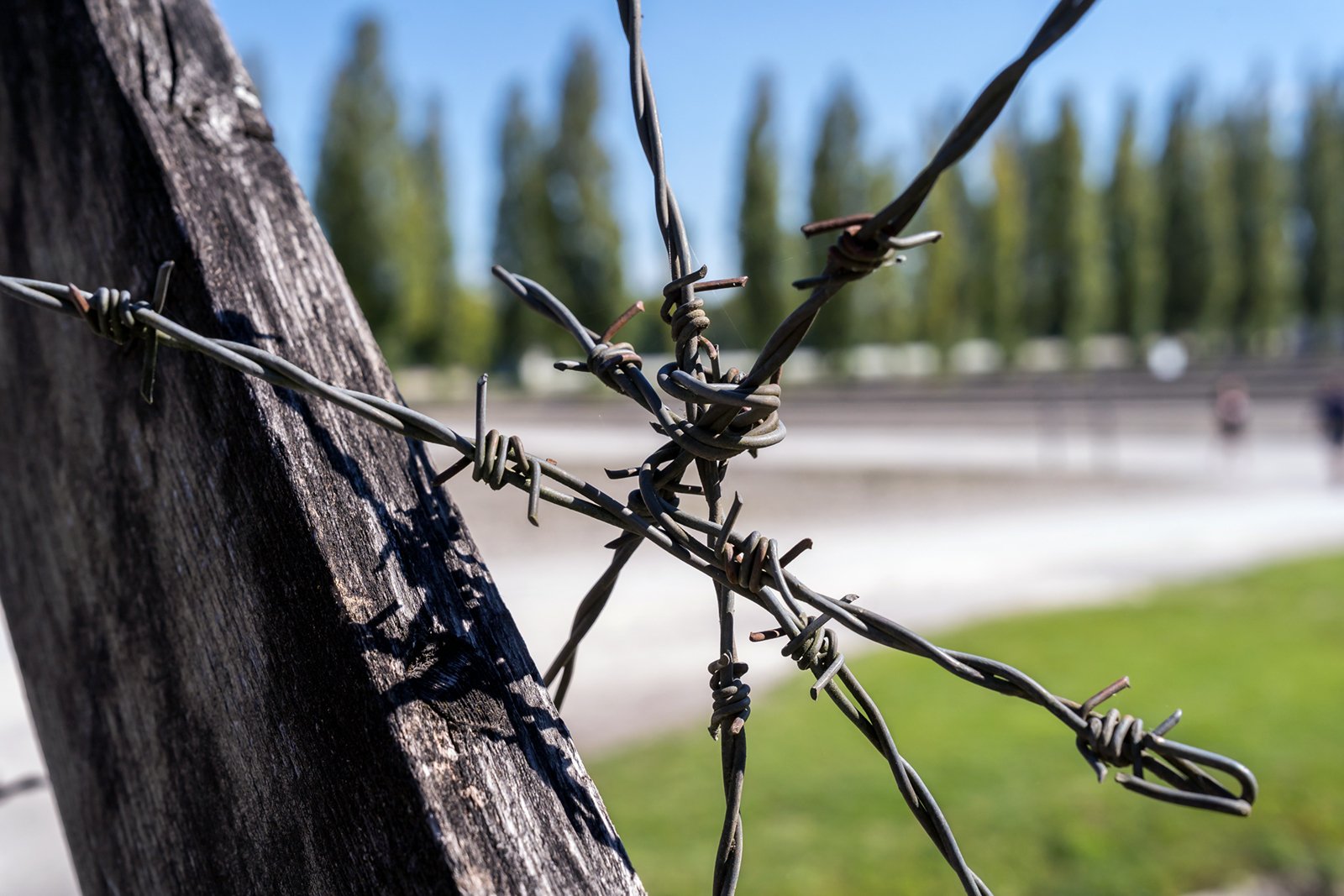 Close-up of twisted barbed wire attached to a weathered wooden post, with a blurred background of green grass, a pathway, and tall trees under a clear blue sky.