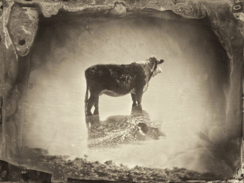 Una fotografía de estilo retro en tonos sepia de una vaca parada en aguas poco profundas, su reflejo claramente visible debajo. La imagen tiene un aspecto antiguo y desgastado y bordes borrosos, lo que le da un aspecto antiguo.