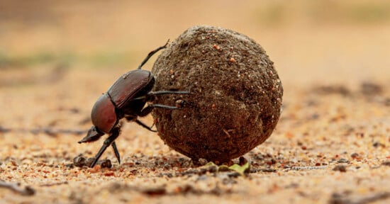 A close-up of a dung beetle pushing a large, round ball of dung across a sandy ground. The background is blurred, highlighting the beetle and the dung ball in sharp detail.