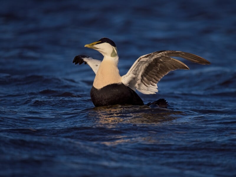 Un pato eider macho con un cuerpo blanco y negro y un pico amarillo verdoso extiende sus alas y flota sobre el agua azul oscuro.