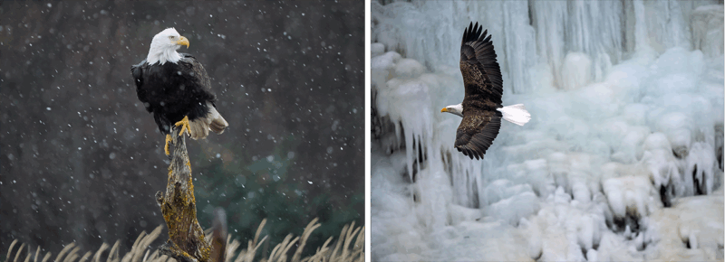 Left: A bald eagle perches on a tree stump in falling snow. Right: A bald eagle soars in front of a background of large icicles and frozen waterfalls.