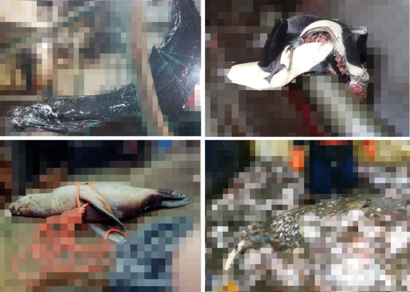 Un collage muestra cuatro animales marinos muertos sobre un fondo pixelado: un pez negro, una tortuga marina parcialmente desollada, un mamífero pálido atado con una cuerda naranja y un pez moteado, todos ellos mostrados sobre el agua.