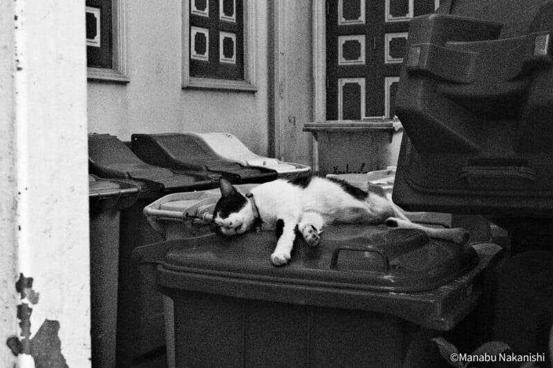 Un gato blanco y negro yace encima de una hilera de cajas de arena en un callejón, luciendo relajado o dormido. El fondo muestra puertas y ventanas estampadas.