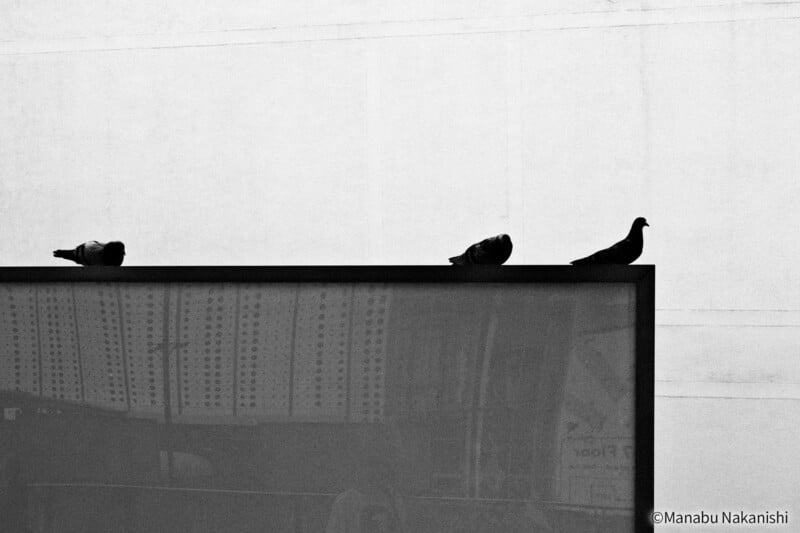 Tres palomas se posan en el borde de una estructura rectangular sobre un fondo claro y liso. La imagen es en blanco y negro, con fuerte contraste y mínimo detalle.