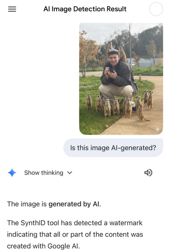 Un hombre se agacha al aire libre con una cámara, rodeado de suricatas. La interfaz de la herramienta Google AI indica que la imagen fue generada por AI, con un mensaje que confirma que se detectó una marca de agua de Google AI.