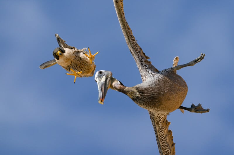 A peregrine falcon and a brown pelican appear to be in mid-air conflict against a clear blue sky, with the falcon swooping toward the pelican, which is twisting its body and spreading its wings.