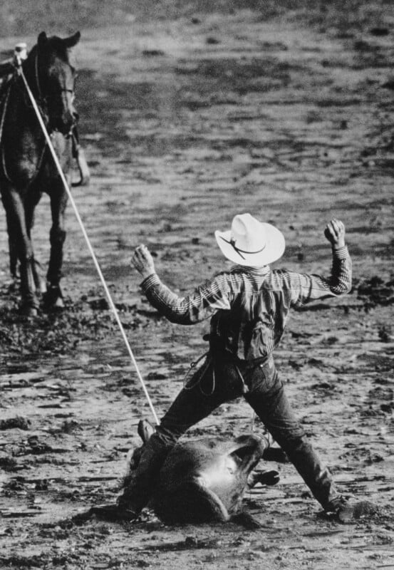 A cowboy stands with arms raised beside a calf lying on the ground, while a horse stands nearby holding a rope taut in a rodeo arena.