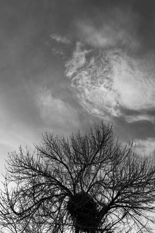 Las ramas desnudas de un árbol se recortan contra un cielo nublado en blanco y negro, con un gran nido de pájaro visible entre las ramas. Volutas de nubes cubren la parte superior de la imagen.