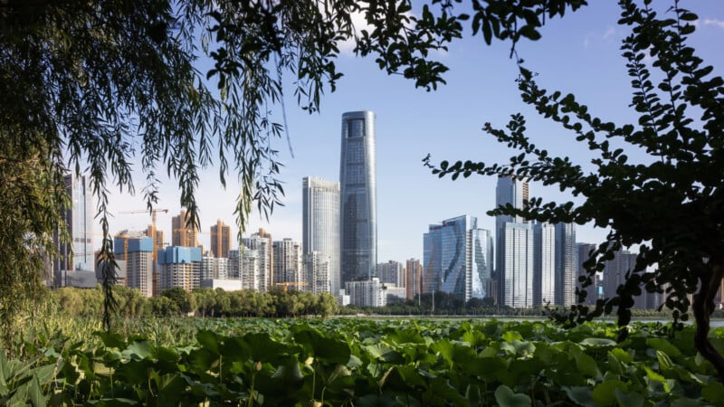Modern city skyline with tall skyscrapers framed by leafy trees and lush green plants in the foreground under a clear blue sky.