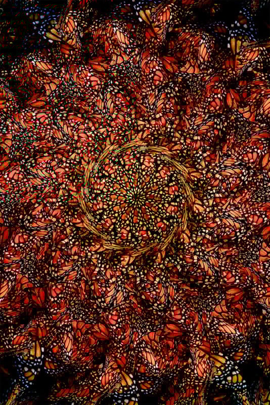 A dense, spiraling cluster of orange, black, and white monarch butterflies forms a kaleidoscopic, mandala-like pattern, with their wings overlapping and creating vibrant textures and symmetry.