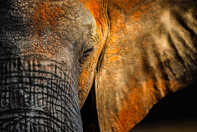 Close-up of an elephant’s face and ear, highlighting its rough, wrinkled skin with details of orange and gray textures. The eye is partially closed, suggesting a calm, serene expression.