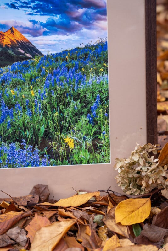 A framed photograph of a mountain landscape with blue and yellow wildflowers stands on the ground, surrounded by fallen autumn leaves and a small bunch of dried white flowers.
