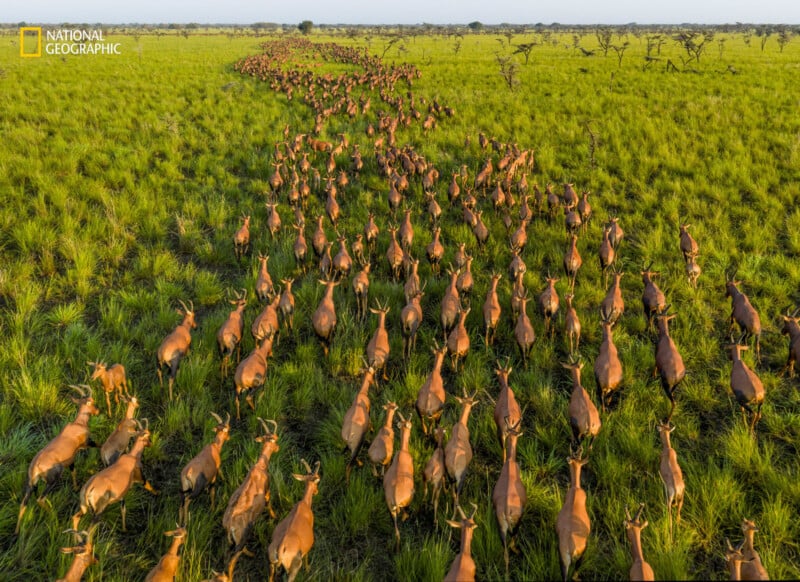 Vista desde arriba, una gran manada de antílopes se mueve a través de una vasta sabana verde bajo un cielo despejado. Los animales forman un camino sinuoso a través de la hierba alta. El indicador National Geographic aparece en la esquina superior izquierda.