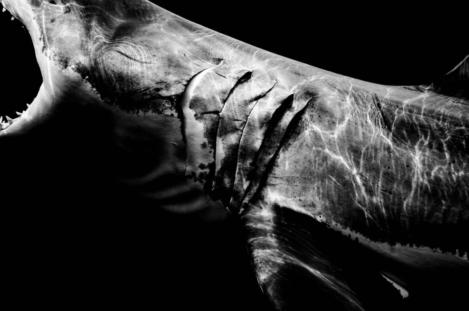 Close-up black and white image of a shark’s side, showing its gills and part of its open mouth, with light reflecting off its textured skin against a dark background.