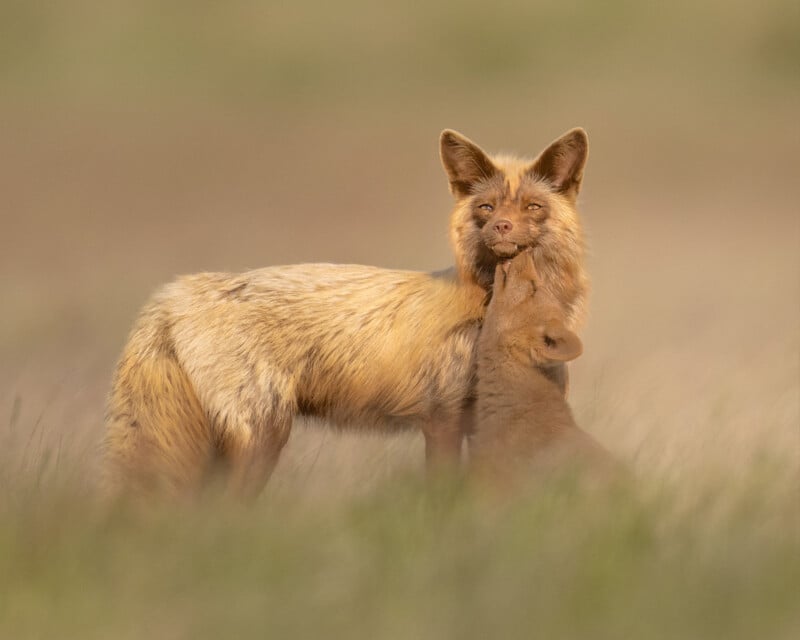 A light-colored adult fox stands in a grassy field while a fox cub playfully nuzzles or bites at the adult’s chin. The background is softly blurred, giving the scene a gentle, warm atmosphere.
