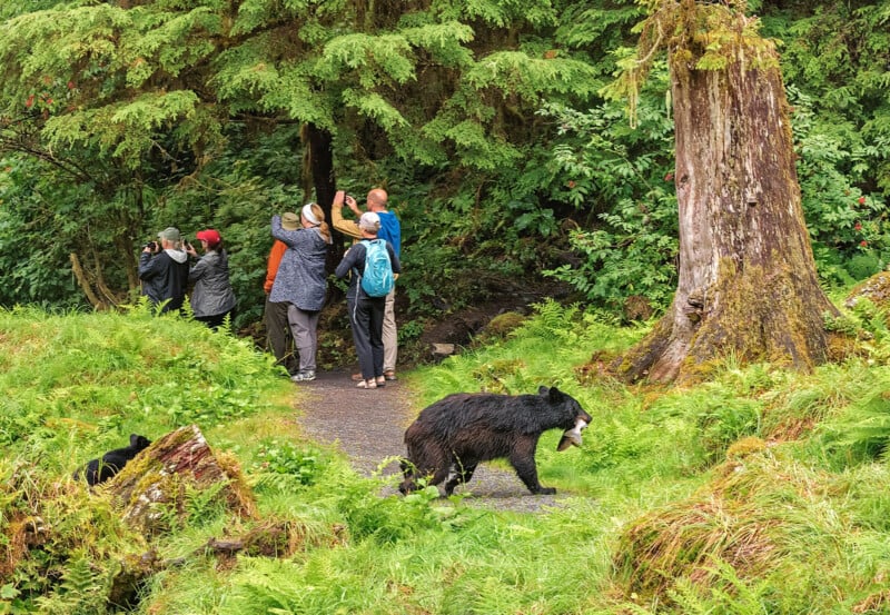 A group of people stands on a forest path taking photos, while a black bear carrying a fish in its mouth walks nearby among lush green foliage.