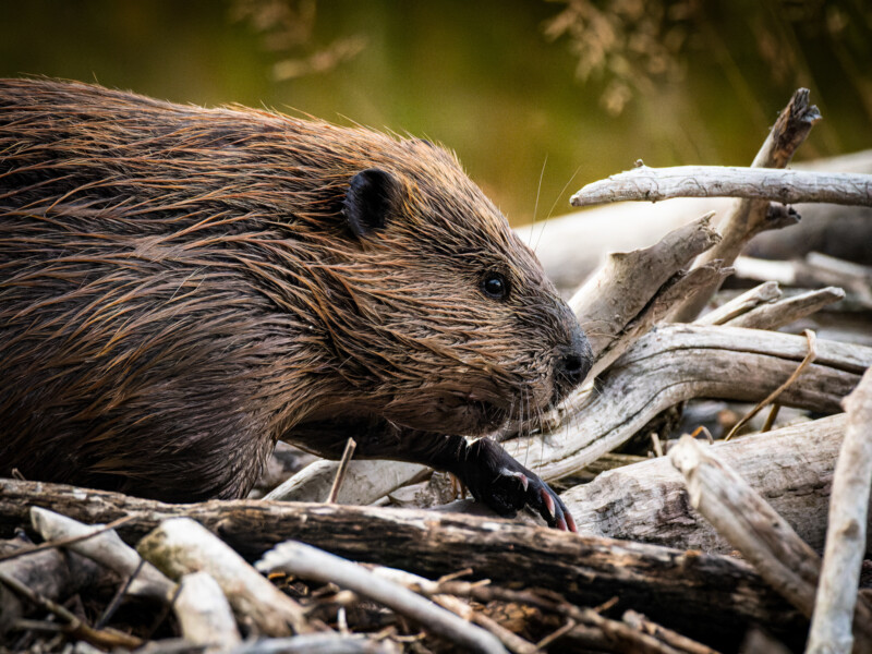 A close-up of a beaver with wet fur, walking among a pile of dry, weathered branches and logs in a natural outdoor setting.