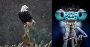 A bald eagle perches on a branch in falling snow on the left; on the right, a close-up shows a blue dragonfly’s detailed face and large eyes.