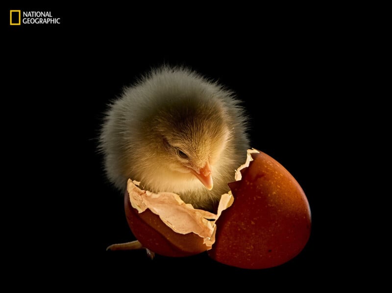 Un pollito esponjoso sale de una cáscara de huevo marrón agrietada sobre un fondo negro. El indicador National Geographic aparece en la esquina superior izquierda.