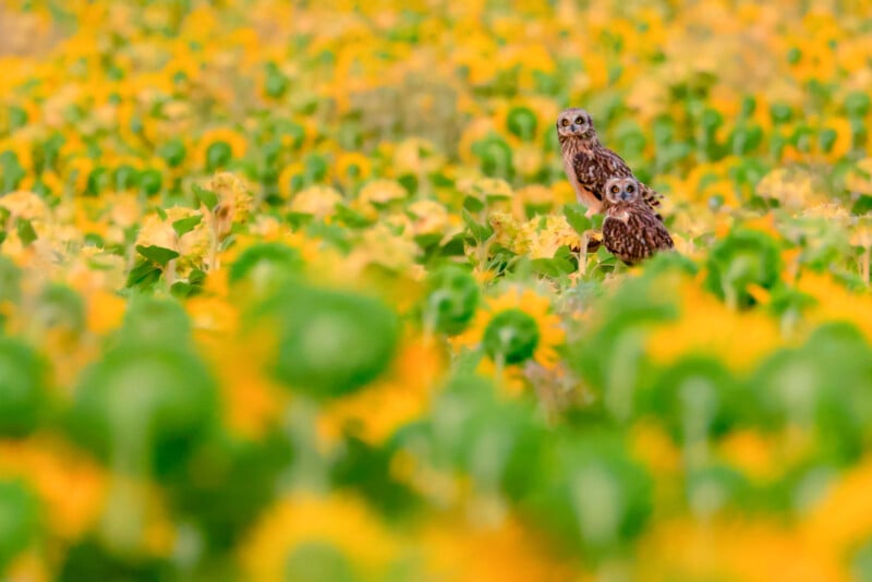 Two owls stand close together among a vibrant field of yellow sunflowers, blending in with the colorful blossoms and green leaves. The focus is on the owls in the middle, with the foreground and background softly blurred.