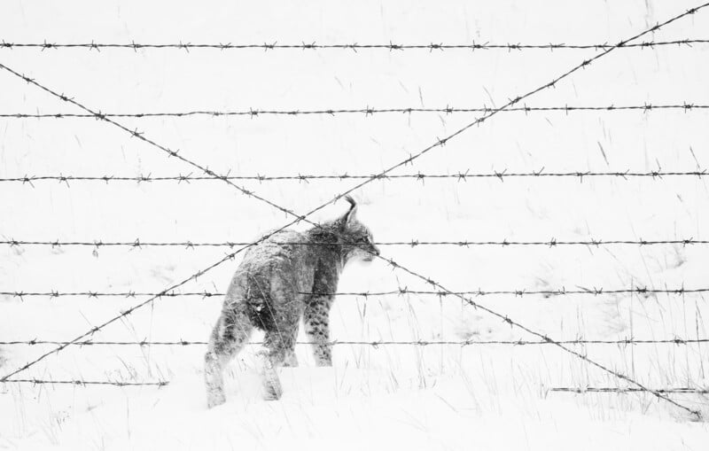 A lynx walks through deep snow in a snowy landscape, partially obscured by crisscrossing barbed wire fences in the foreground. The scene is mostly white, giving a stark, wintry appearance.