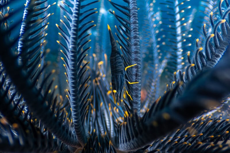 Close-up of black and blue feathery sea creature arms, possibly a crinoid, with yellow tips, underwater in blue light. The image shows intricate textures and patterns among the fronds.