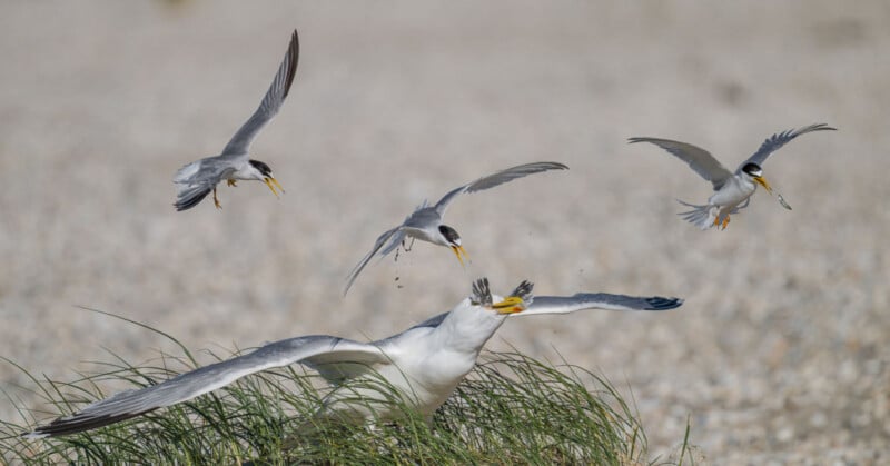 Four small terns with black caps chase and attack a larger white bird with a yellow beak, flying low over grass on a rocky, blurred background.
