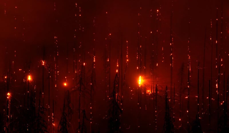 A dark forest is engulfed in a wildfire at night, with tall, charred tree trunks illuminated by bright orange flames and scattered embers glowing throughout the scene.