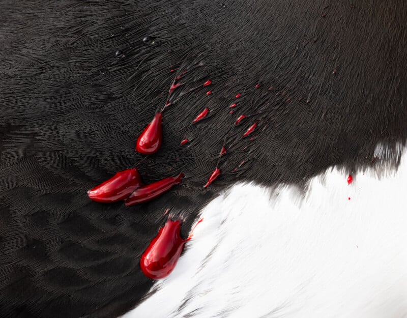 Close-up of black and white bird feathers with several drops and streaks of bright red blood on the surface.