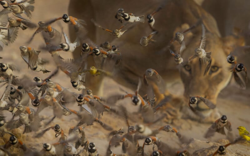 A large group of small birds takes flight, scattering in front of a lion that crouches in the background, partially hidden and staring intently. The scene is set in a dry, earthy environment.