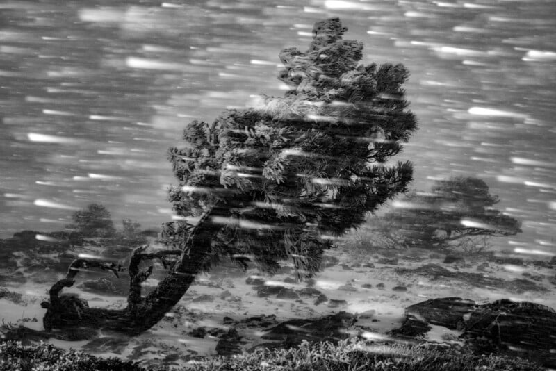 A windswept tree stands against heavy snowfall in a rocky, barren landscape. Snowflakes blur across the image, and the tree leans, shaped by the harsh wind. The scene is in black and white.