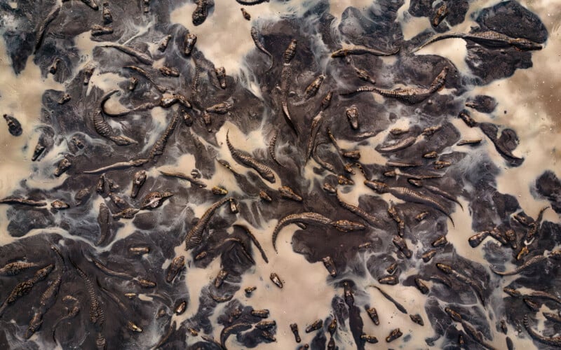 Aerial view of numerous crocodiles clustered together in muddy, shallow water, creating swirling patterns with their bodies and tails on the beige and dark brown surface.