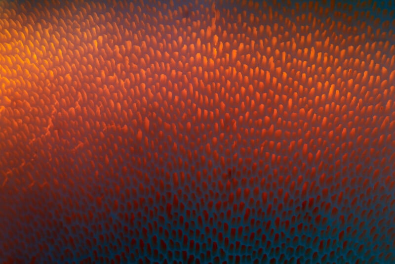 Close-up of many small, orange, finger-like spikes densely packed together, fading into shadow at the edges, creating an abstract texture with a warm to cool color gradient.