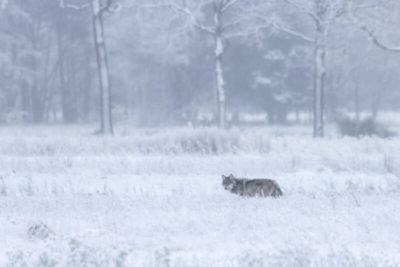 A lone wolf stands in a snow-covered field with frosted trees in the background, blending into the misty, wintry landscape.