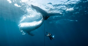 A diver swims underwater alongside a large white whale, holding a rope and camera while the whale’s tail is visible above. Sunlight filters through the deep blue water from above.