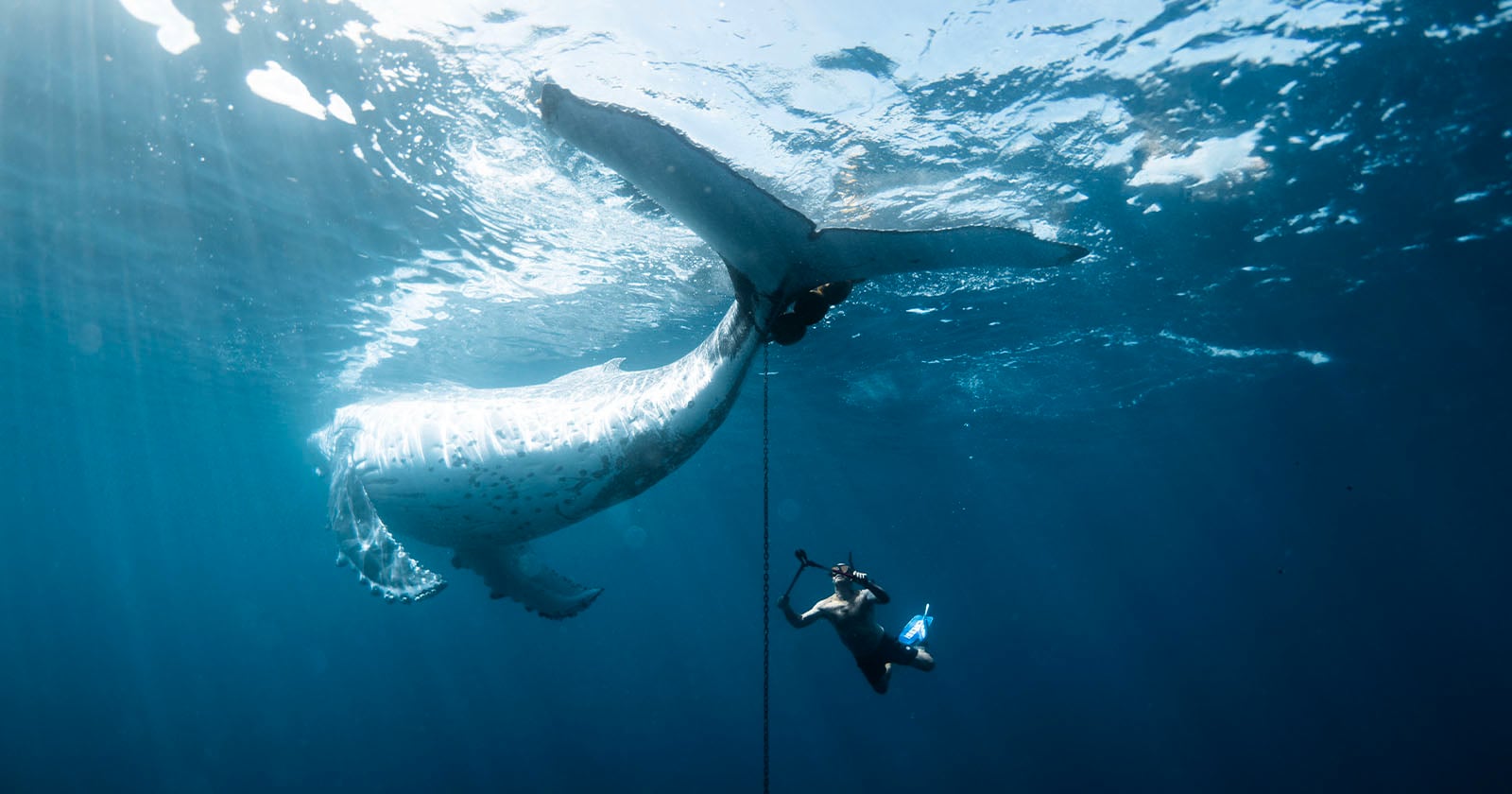 A diver swims underwater alongside a large white whale, holding a rope and camera while the whale’s tail is visible above. Sunlight filters through the deep blue water from above.