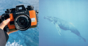 A hand holds an orange underwater camera above the ocean; next to it is an underwater photo of a whale swimming in blue water.