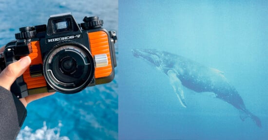 A hand holds an orange underwater camera above the ocean; next to it is an underwater photo of a whale swimming in blue water.