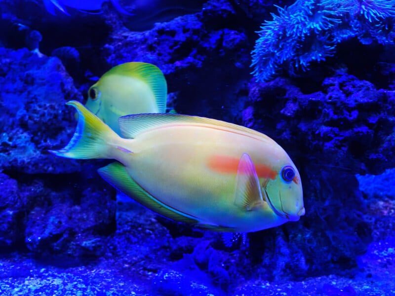 Two colorful fish with yellow-green bodies and orange markings swim near dark rocks and blue coral in an illuminated aquarium.