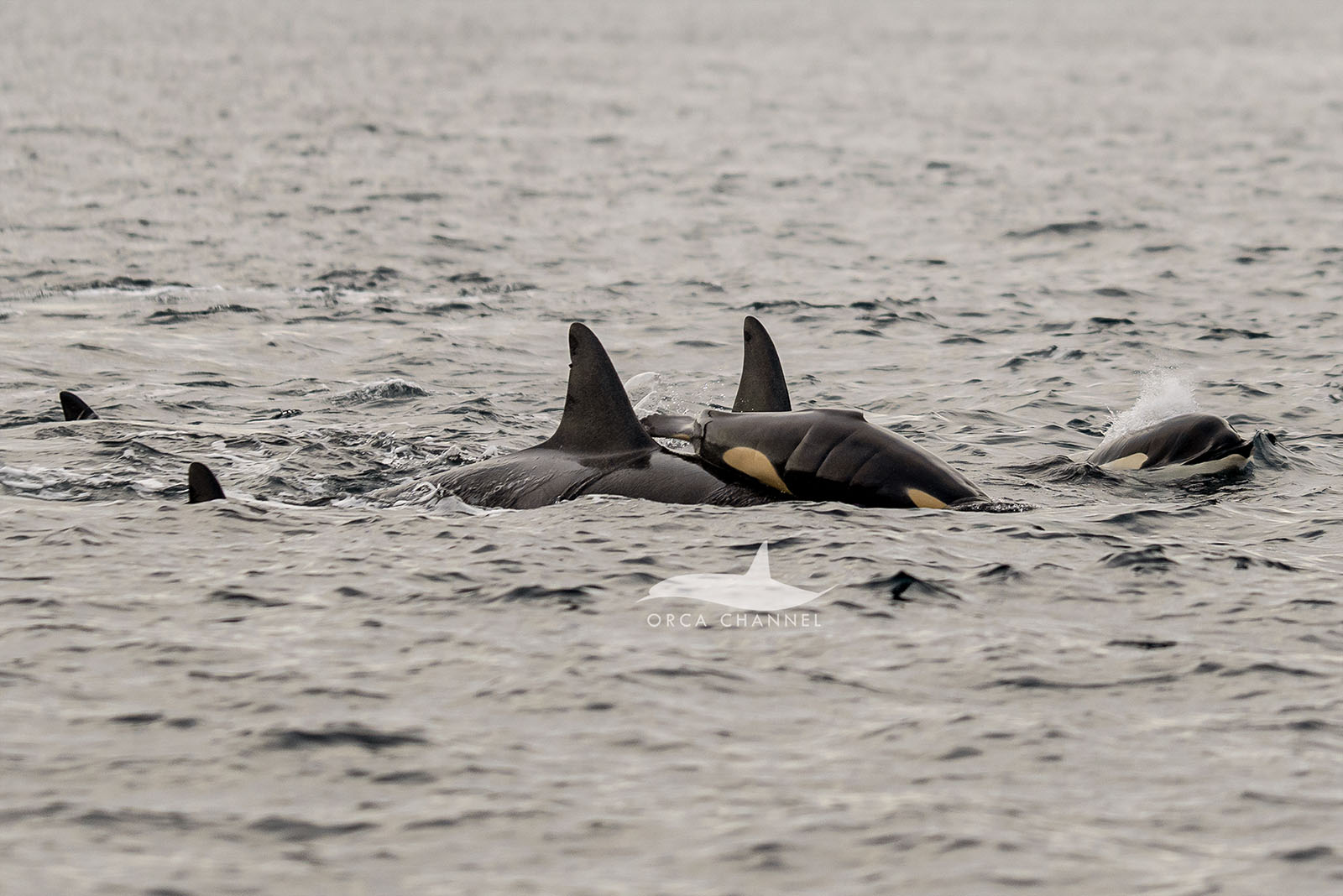 Photographer Captures First-Ever Images of an Orca Being Born in the ...