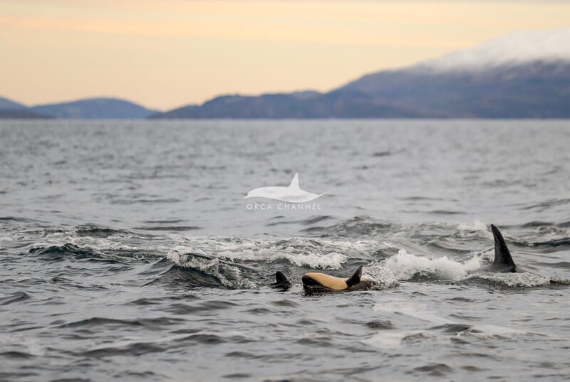 Dos orcas, una con una mancha de luz única, nadan cerca de la superficie, con un telón de fondo de montañas distantes y un cielo nublado al atardecer.