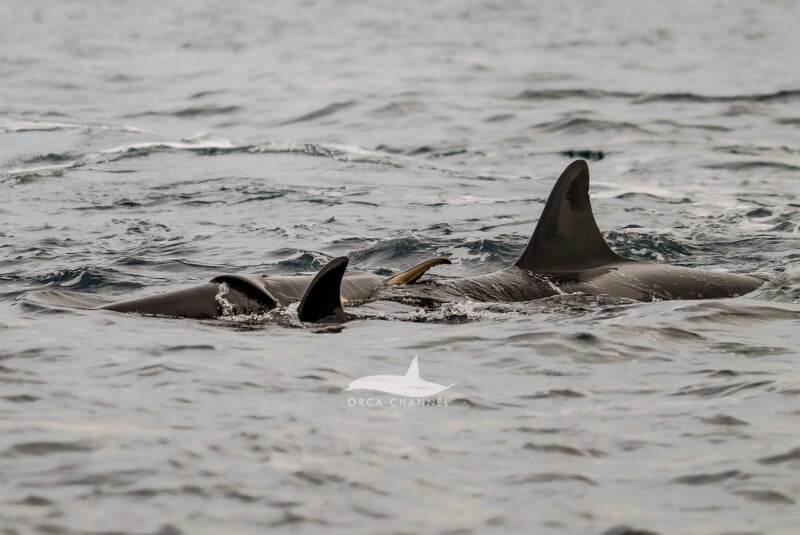 Dos orcas nadan muy juntas en la superficie, sus aletas dorsales sobresalen del agua en un día nublado. logo "estrecho de orca" Aparece en la parte inferior central de la imagen.