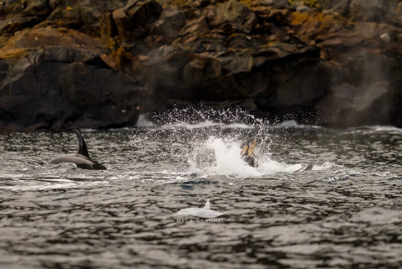 Una orca salvaje emerge cerca de una costa rocosa, causando un gran chapoteo en el agua con parte de su aleta dorsal claramente visible; la escena parece dinámica y dramática.