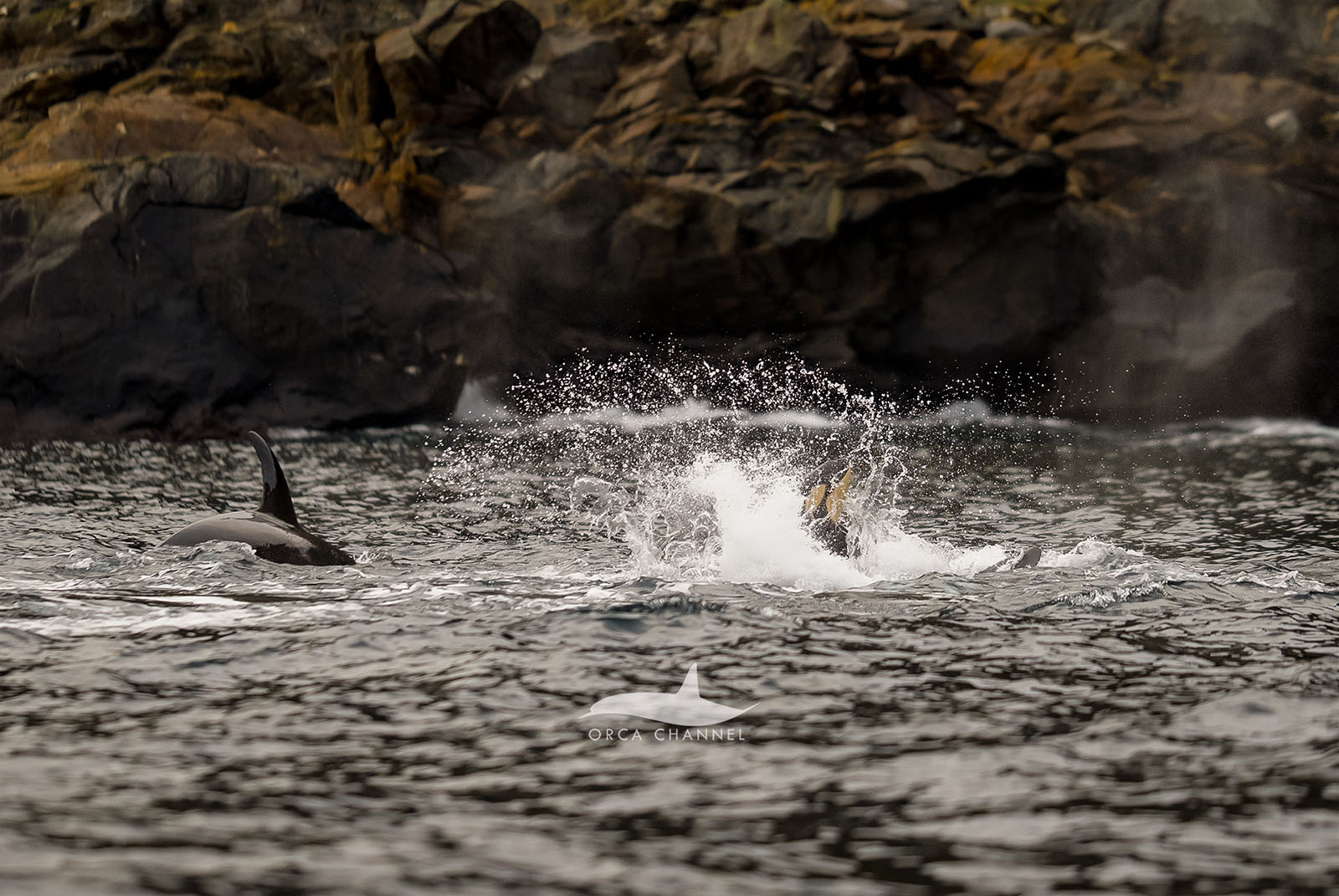 Photographer Captures First-Ever Images of an Orca Being Born in the ...