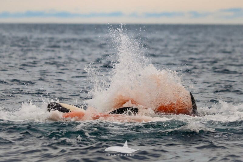 Dos orcas se alimentan de un cadáver de ballena en el océano, con salpicaduras de agua y sangre visible, sobre un fondo de mar y cielo nublado.