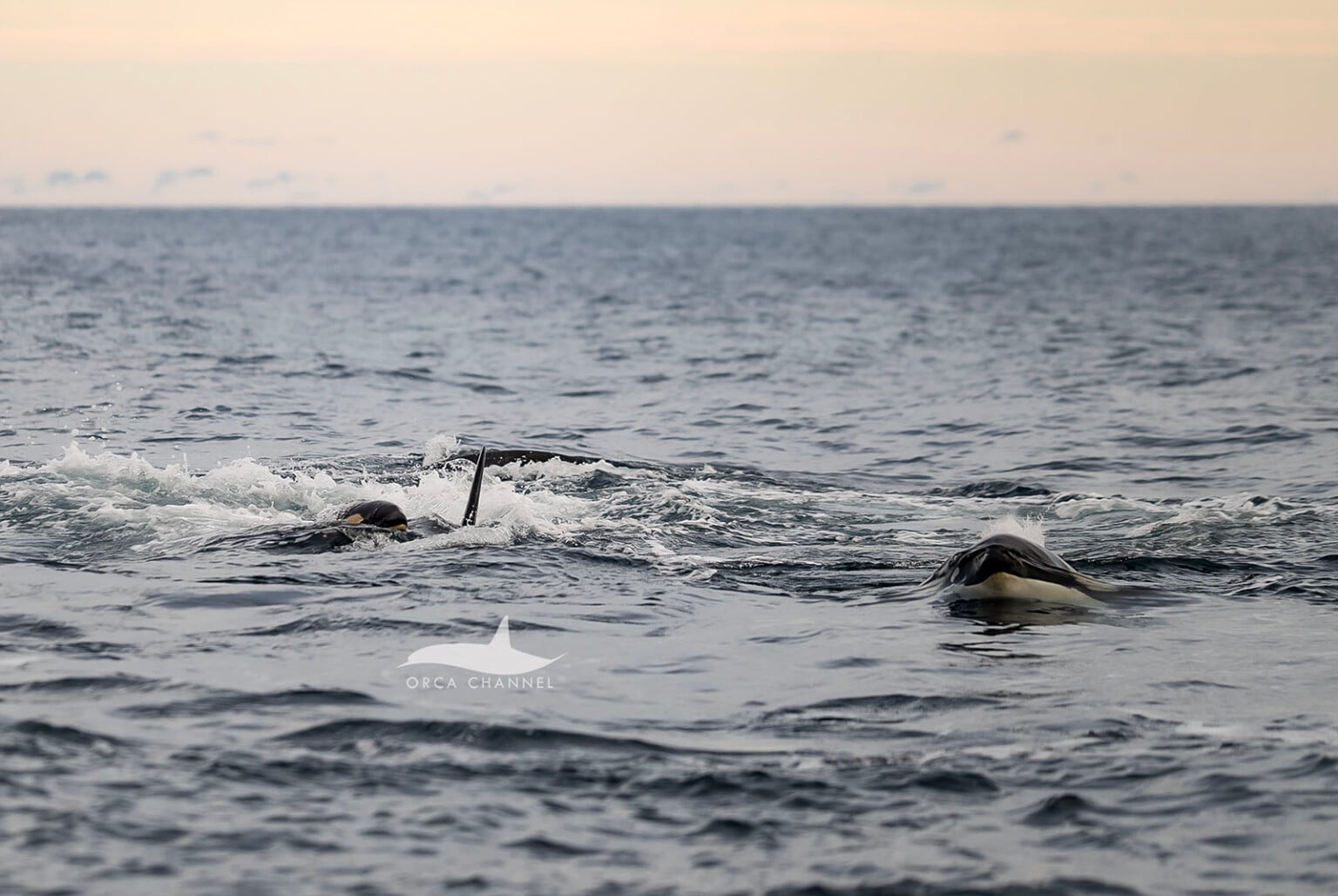 Photographer Captures First-Ever Images of an Orca Being Born in the ...