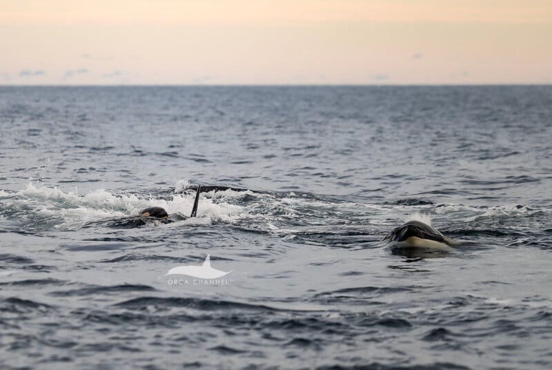 Dos orcas nadan cerca de la superficie al atardecer, creando ondas y salpicaduras en el agua bajo un cielo suave y nublado. El mar parecía en calma y la orca estaba parcialmente sumergida.